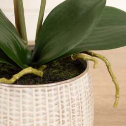 Artificial Pink Phalaenopsis Orchid in Textured Ceramic Plant Pot - thumbnail 3