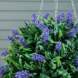 Artificial Topiary Ball Purple Flower 25cm - thumbnail 2