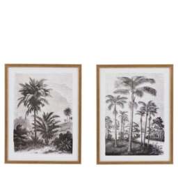Cedar and Sage Set of 2 Palm Drawing Framed Prints - thumbnail 4