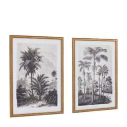 Cedar and Sage Set of 2 Palm Drawing Framed Prints - thumbnail 6