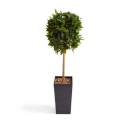 Artificial Bay Tree in Black Pot 120cm - thumbnail 4