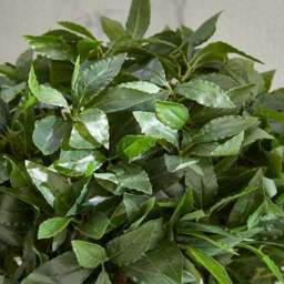 Artificial Bay Tree in Black Pot 120cm - thumbnail 2