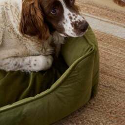Velvet Box Dog Bed - thumbnail 2
