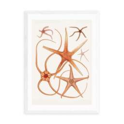 East End Prints Vintage Starfish 2 Print - thumbnail 2