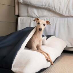 Lords and Labradors Rhino Leather Sleepy Burrow Dog Bed - thumbnail 3