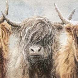 Cedar & Sage Three of a Kind Highland Cow Framed Canvas - thumbnail 2