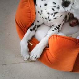 Lords and Labradors Velvet High Wall Dog Bed - thumbnail 3
