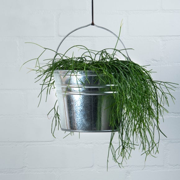 Fallen Fruits Zinc Bucket - image 1