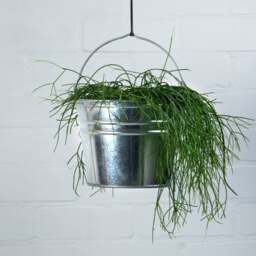 Fallen Fruits Zinc Bucket - thumbnail 1