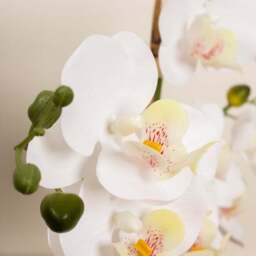 Artificial White Phalaenopsis Orchid in Beige Ceramic Plant Pot - thumbnail 2