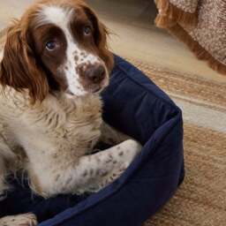 Velvet Box Dog Bed - thumbnail 2