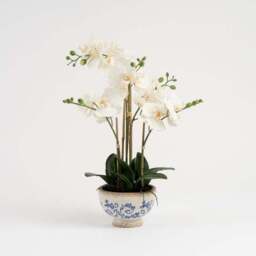 Artificial Cream Phalaenopsis Orchid in Crackle Pot - thumbnail 2