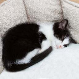Scruffs Boucle Cat Bed - thumbnail 4