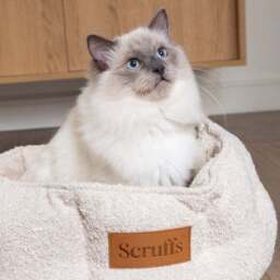 Scruffs Boucle Cat Bed - thumbnail 3
