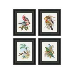 Set of 4 Bird Illustrations Framed Prints - thumbnail 2