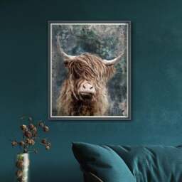 Cedar & Sage Dougal Highland Longhorn Cow Framed Print - thumbnail 1