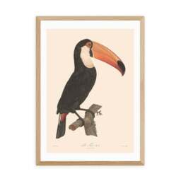 East End Prints Toucan Print - thumbnail 2
