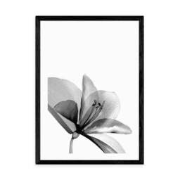 East End Prints Amaryllis Print - thumbnail 2