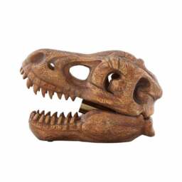 Tyrannosaurus Skull Table Lamp - thumbnail 5