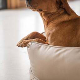 Lords and Labradors Rhino Leather Box Dog Bed - thumbnail 3