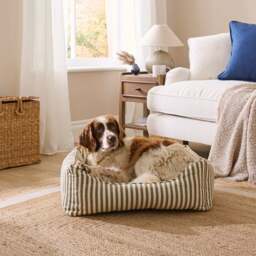 Linford Stripe Box Dog Bed - thumbnail 1