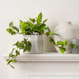 Artificial Green Trailing Plant in Black Plant Pot - thumbnail 1