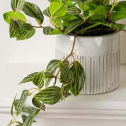 Artificial Green Trailing Plant in Black Plant Pot - thumbnail 2