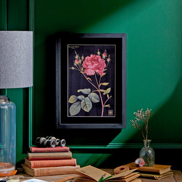 Rose Framed Print - image 1