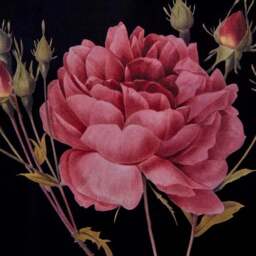 Rose Framed Print - thumbnail 2