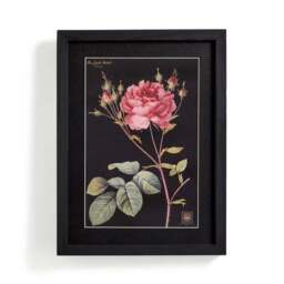 Rose Framed Print - thumbnail 4