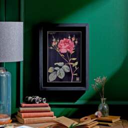Rose Framed Print - thumbnail 1