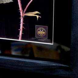 Rose Framed Print - thumbnail 3
