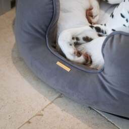Lords and Labradors Velvet High Wall Dog Bed - thumbnail 1