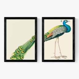 East End Prints Set of 2 Peacock Prints - thumbnail 2