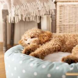Lords and Labradors Spotty Donut Dog Bed - thumbnail 2