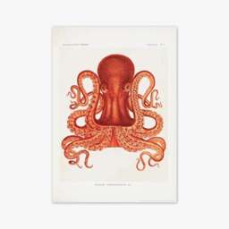 East End Prints Vintage Octopus Print - thumbnail 2