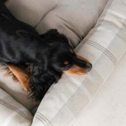 Lords and Labradors Balmoral Box Dog Bed - thumbnail 3