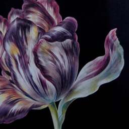 Tulip Framed Print - thumbnail 2