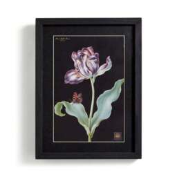 Tulip Framed Print - thumbnail 4