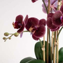 Artificial Real Touch Dark Pink Phalaenopsis Orchid in Ceramic Plant Pot - thumbnail 3