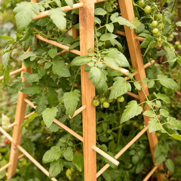 Fallen Fruits Plant Support Pyramid - image 1