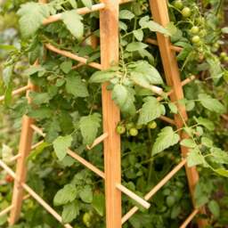 Fallen Fruits Plant Support Pyramid