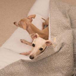 Lords and Labradors Boucle Sleepy Burrow Dog Bed - thumbnail 2