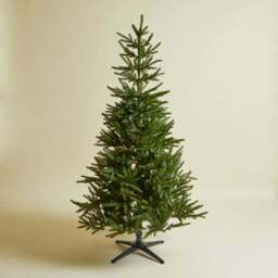 6ft Abies Christmas Tree - thumbnail 4