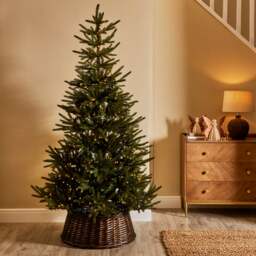6ft Abies Christmas Tree - thumbnail 1