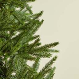 6ft Abies Christmas Tree - thumbnail 5