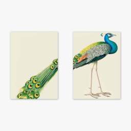 East End Prints Set of 2 Peacock Prints - thumbnail 2