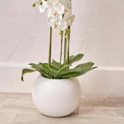 Artificial White Orchid in Rounded White Plant Pot - thumbnail 3