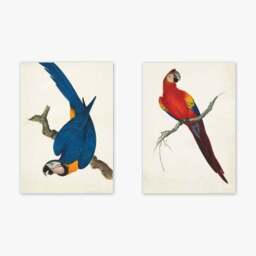 East End Prints Set of 2 Parrots Prints - thumbnail 2