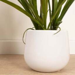 Artificial White Mini Cymbidium Orchid in White Ceramic Plant Pot - thumbnail 3